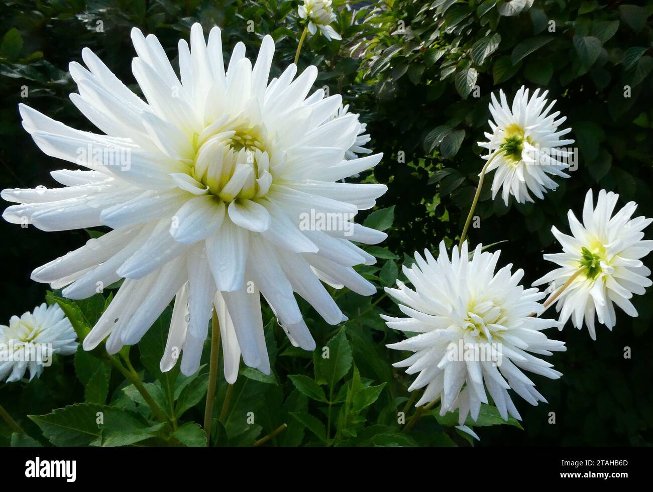 Primo piano dello stabilimento White Cactus Dahlia Foto Stock