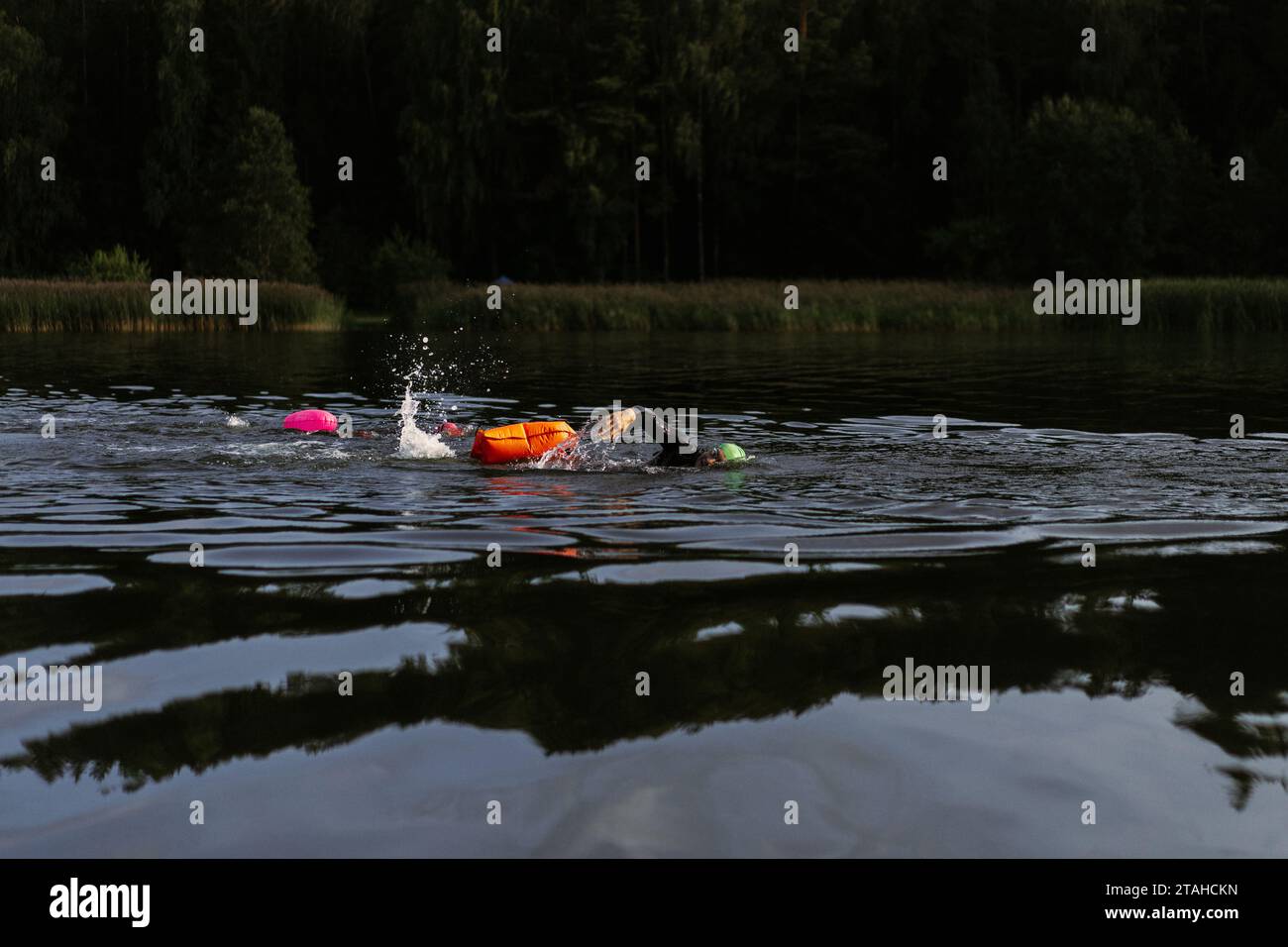 Nuotatore professionista in muta nuota in mare aperto su un lago. Foto Stock