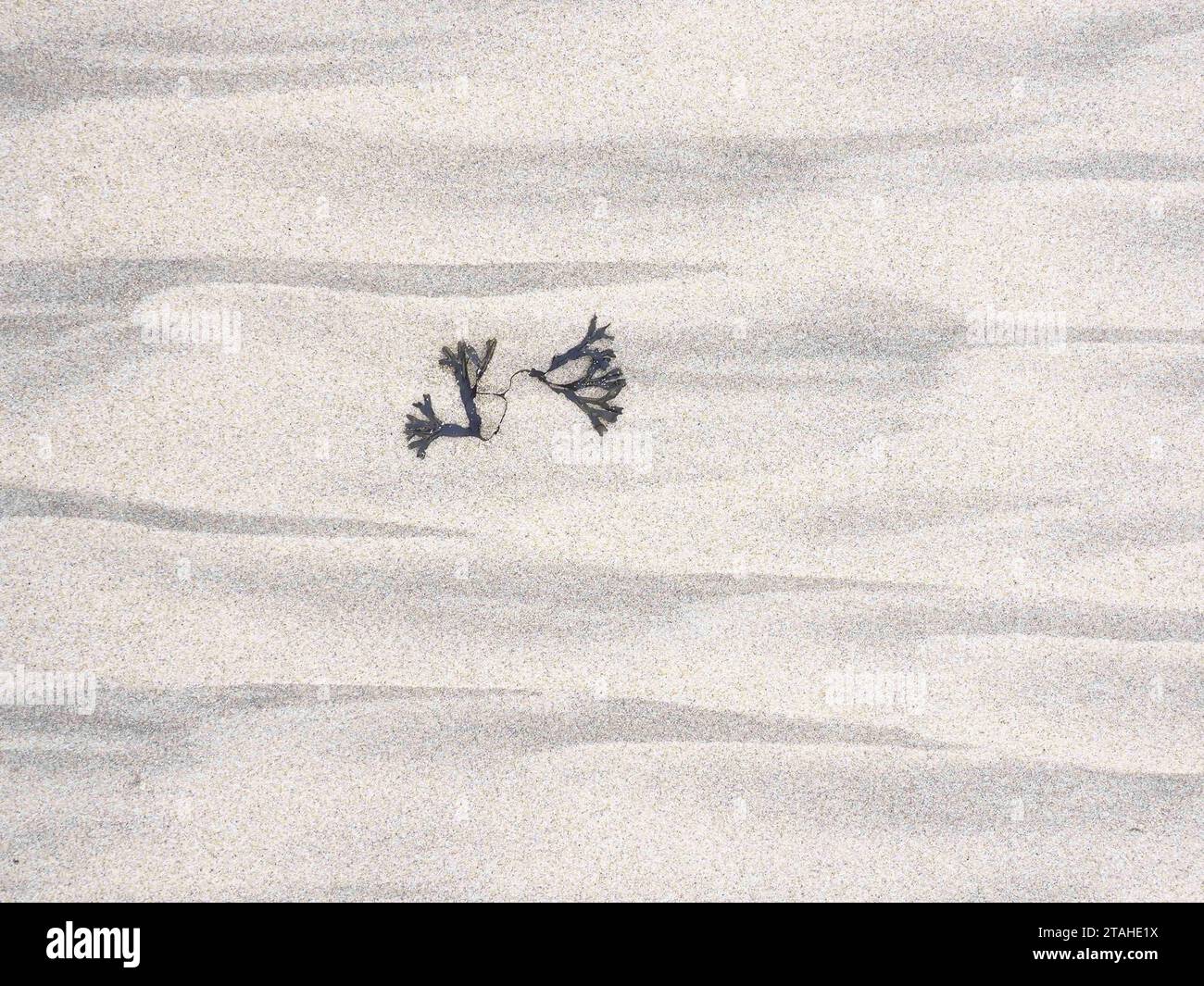 Alghe lavate sulla sabbia della spiaggia di Matosinhos, Porto Foto Stock