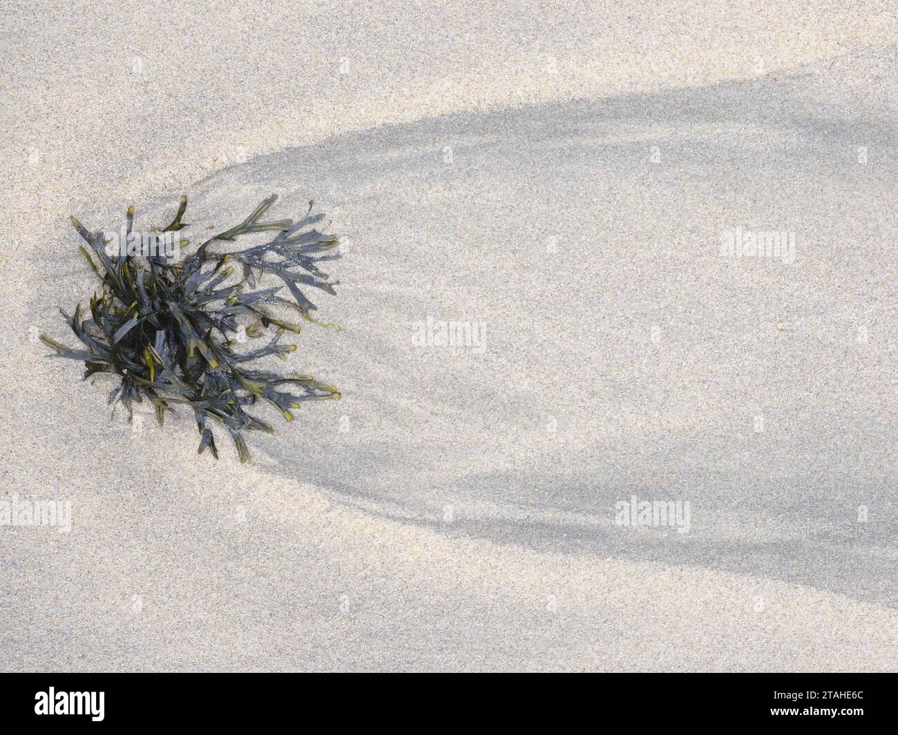 Alghe lavate sulla sabbia della spiaggia di Matosinhos, Porto Foto Stock
