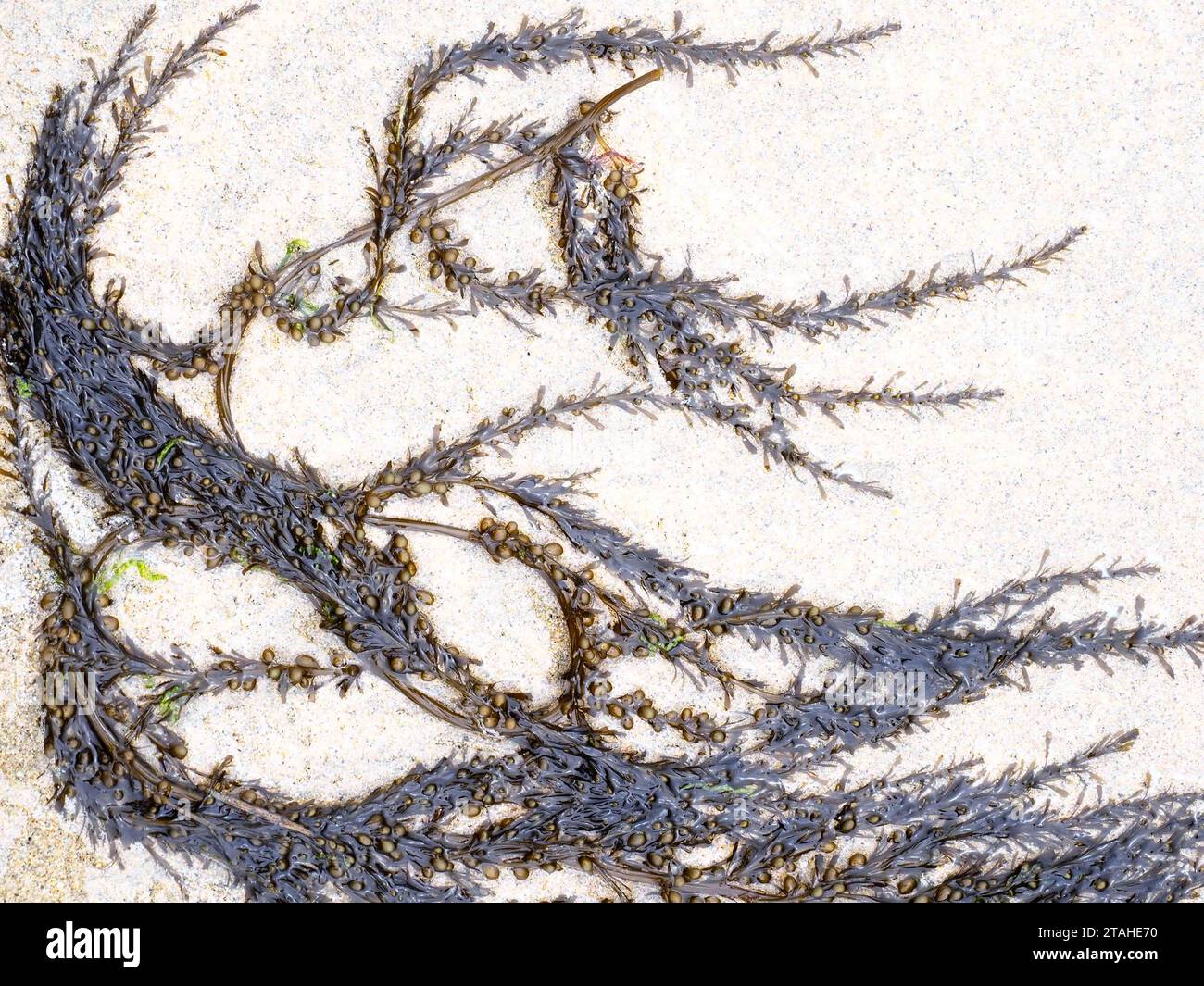 Alghe lavate sulla sabbia della spiaggia di Matosinhos, Porto Foto Stock