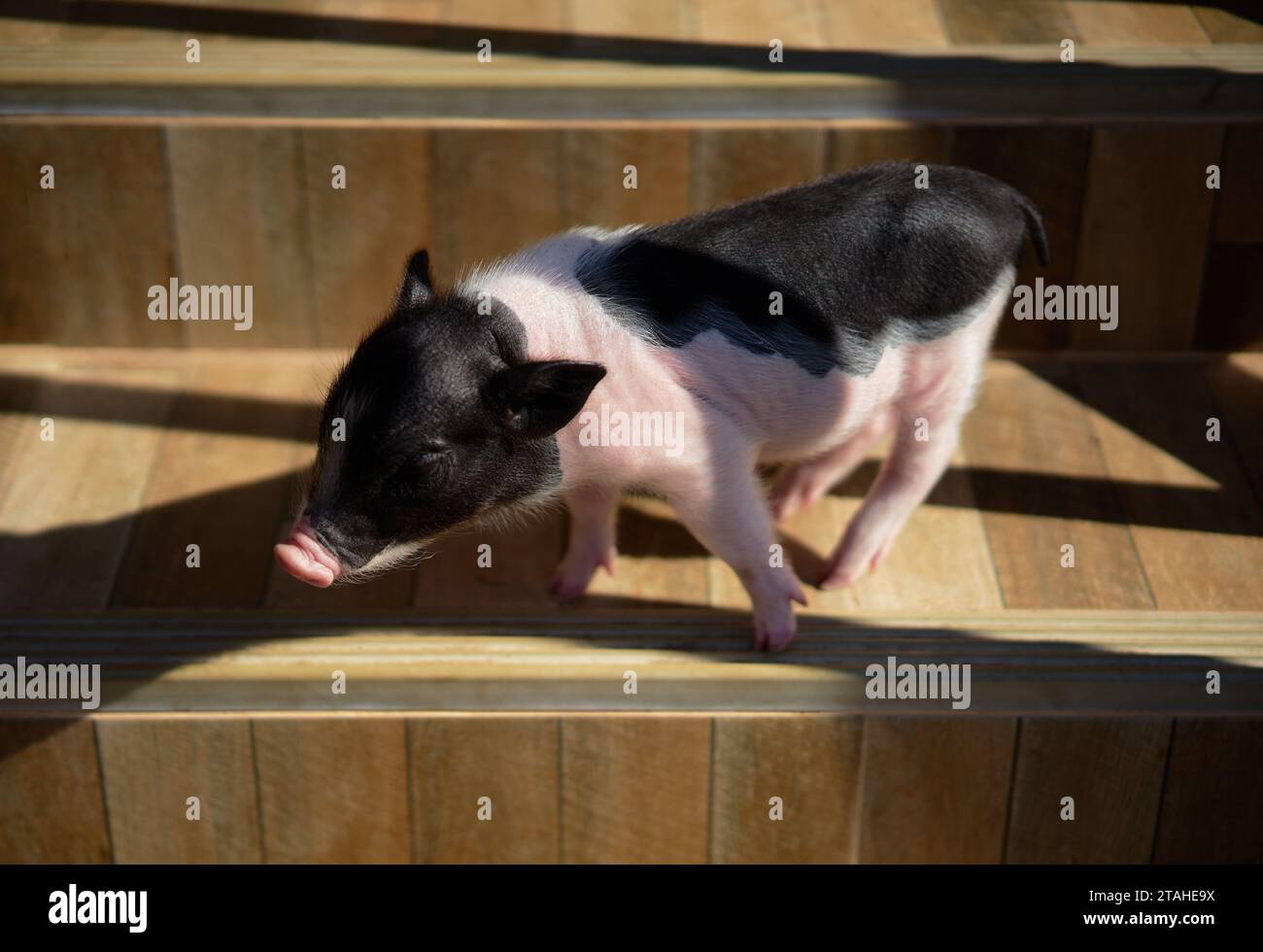 Piccolo maialino bianco e nero in piedi sulle scale nelle giornate di sole Foto Stock