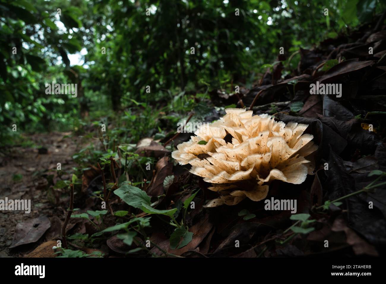 Uno strano fungo cresce accanto a un sentiero tra foglie secche Foto Stock