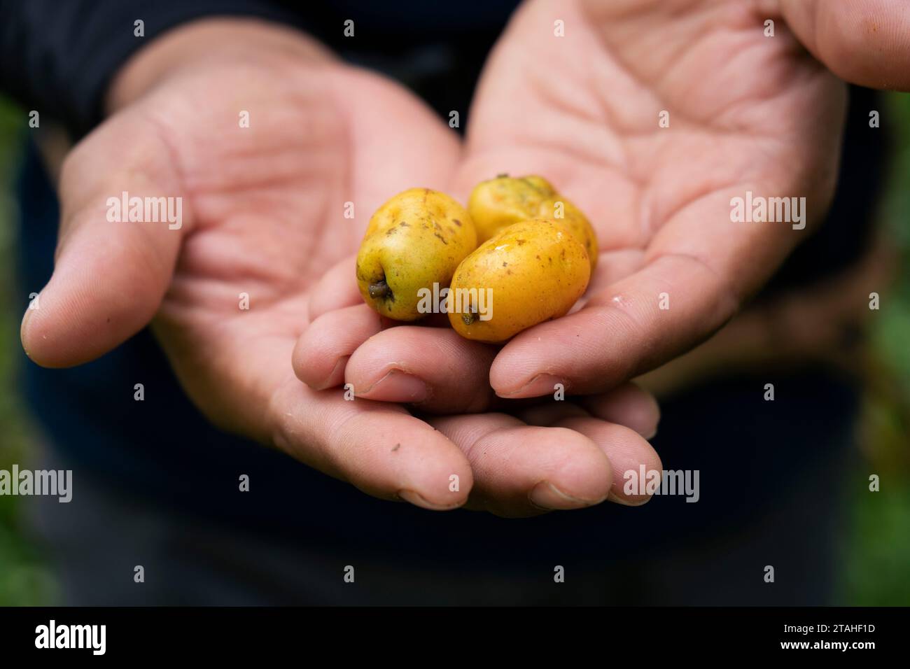 Jobo Fruit sulle mani di una persona in Messico Foto Stock