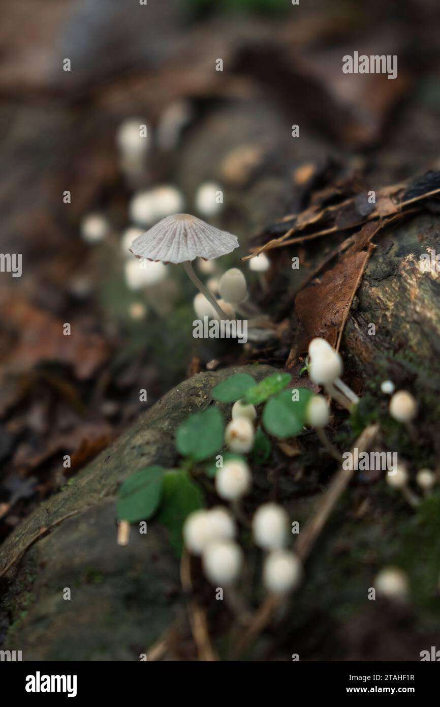 Funghi bianchi che crescono su un tronco marcio Foto Stock