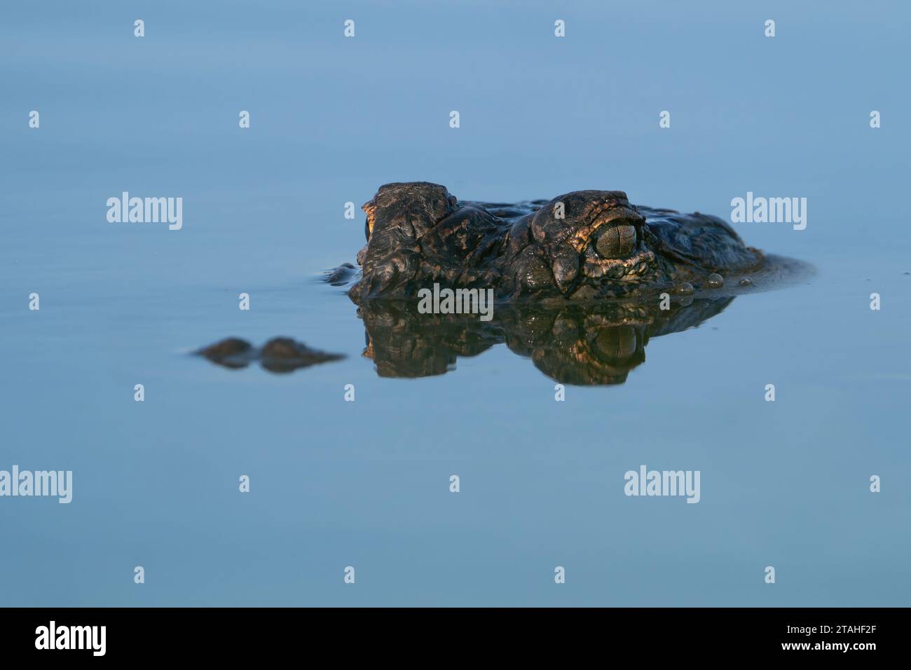 Un alligatore americano parzialmente sommerso Foto Stock