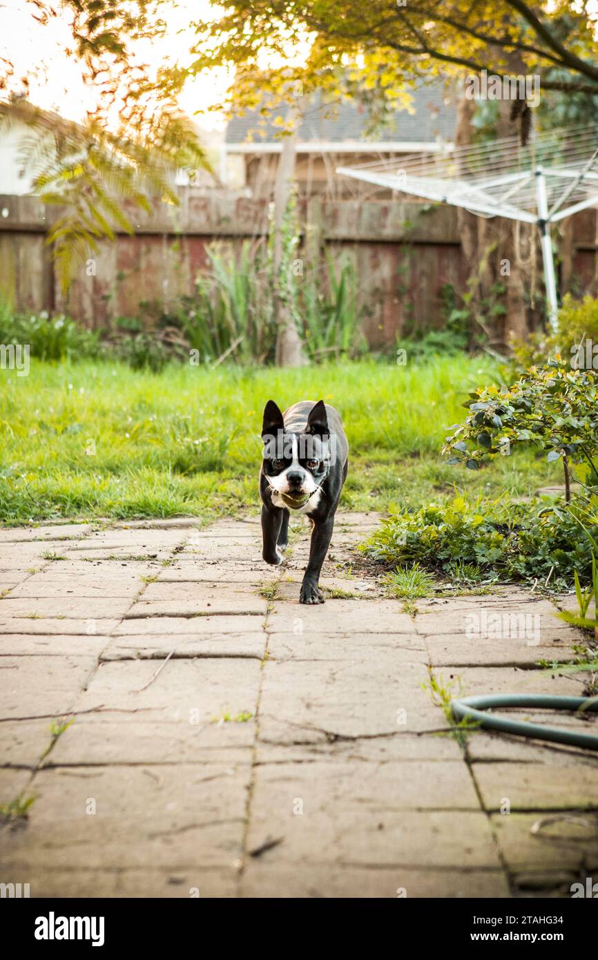 Il Boston Terrier recupera la palla nel cortile coperto all'ora d'oro Foto Stock