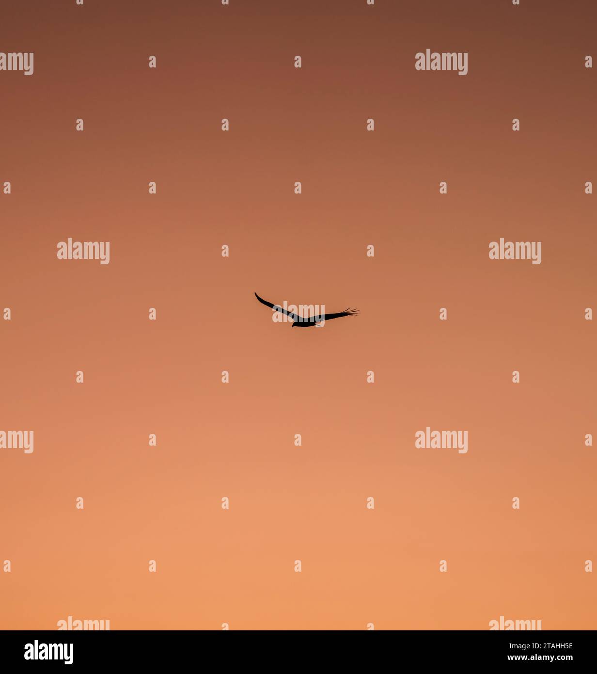 uccello nel cielo arancione Foto Stock