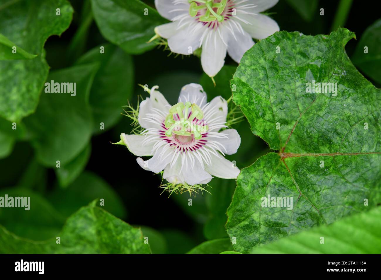 Vista ravvicinata della fioritura fetida della passionflower nella foresta Foto Stock