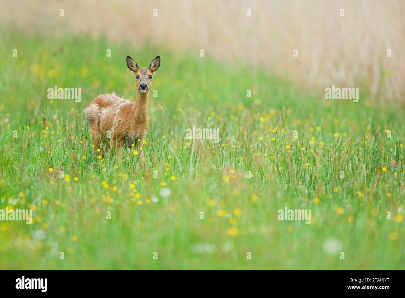 Cervo Roe allarmato (Capreolus capreolus) in Germania Foto Stock