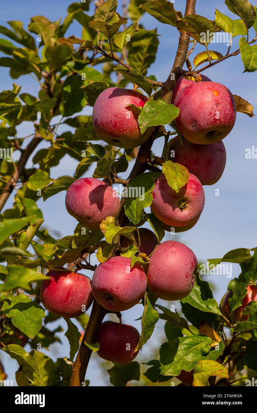 Mietitura. Primo piano delle mele dolci mature sui rami degli alberi nel verde del frutteto estivo. Foto Stock