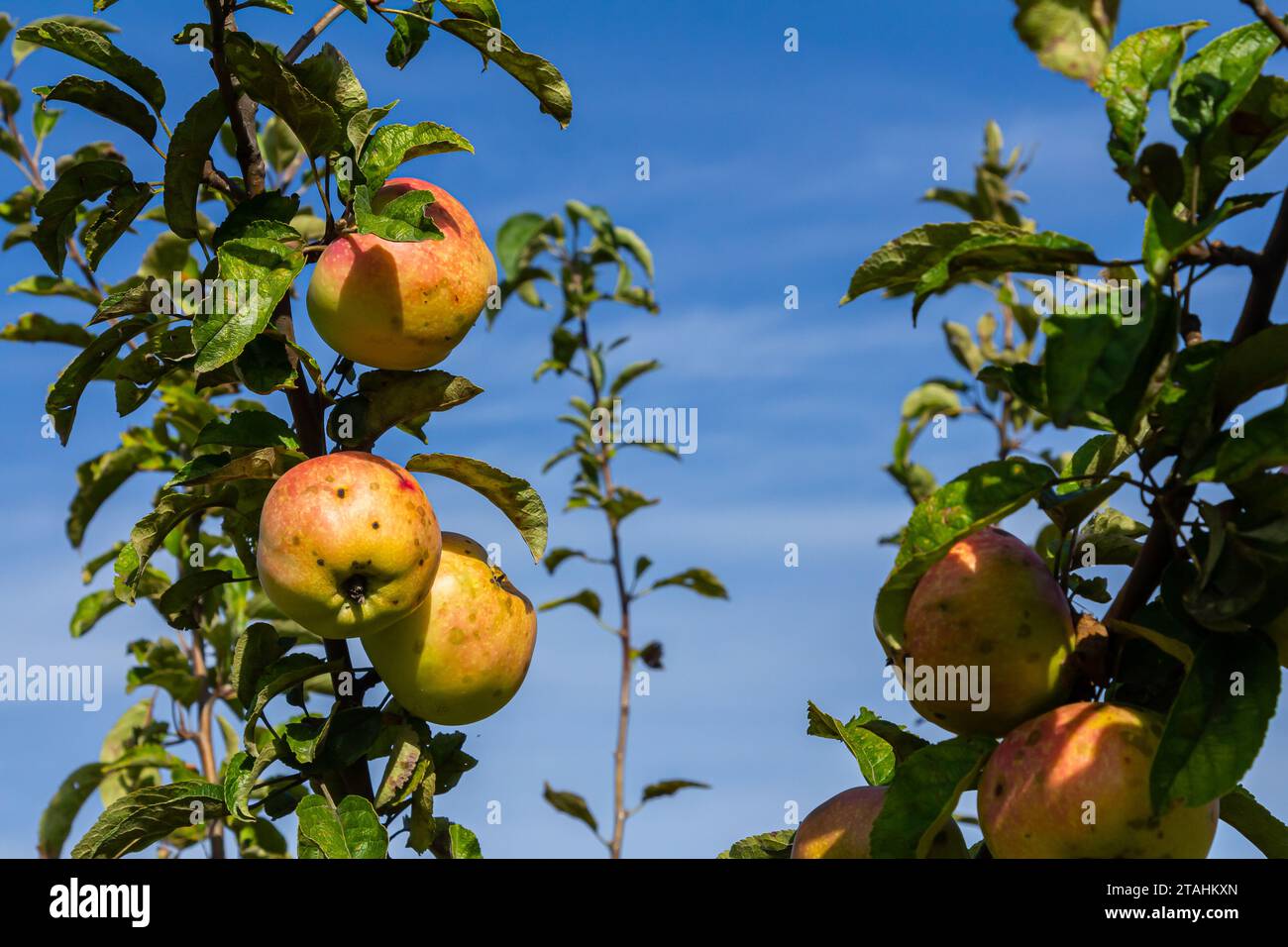 Mietitura. Primo piano delle mele dolci mature sui rami degli alberi nel verde del frutteto estivo. Foto Stock