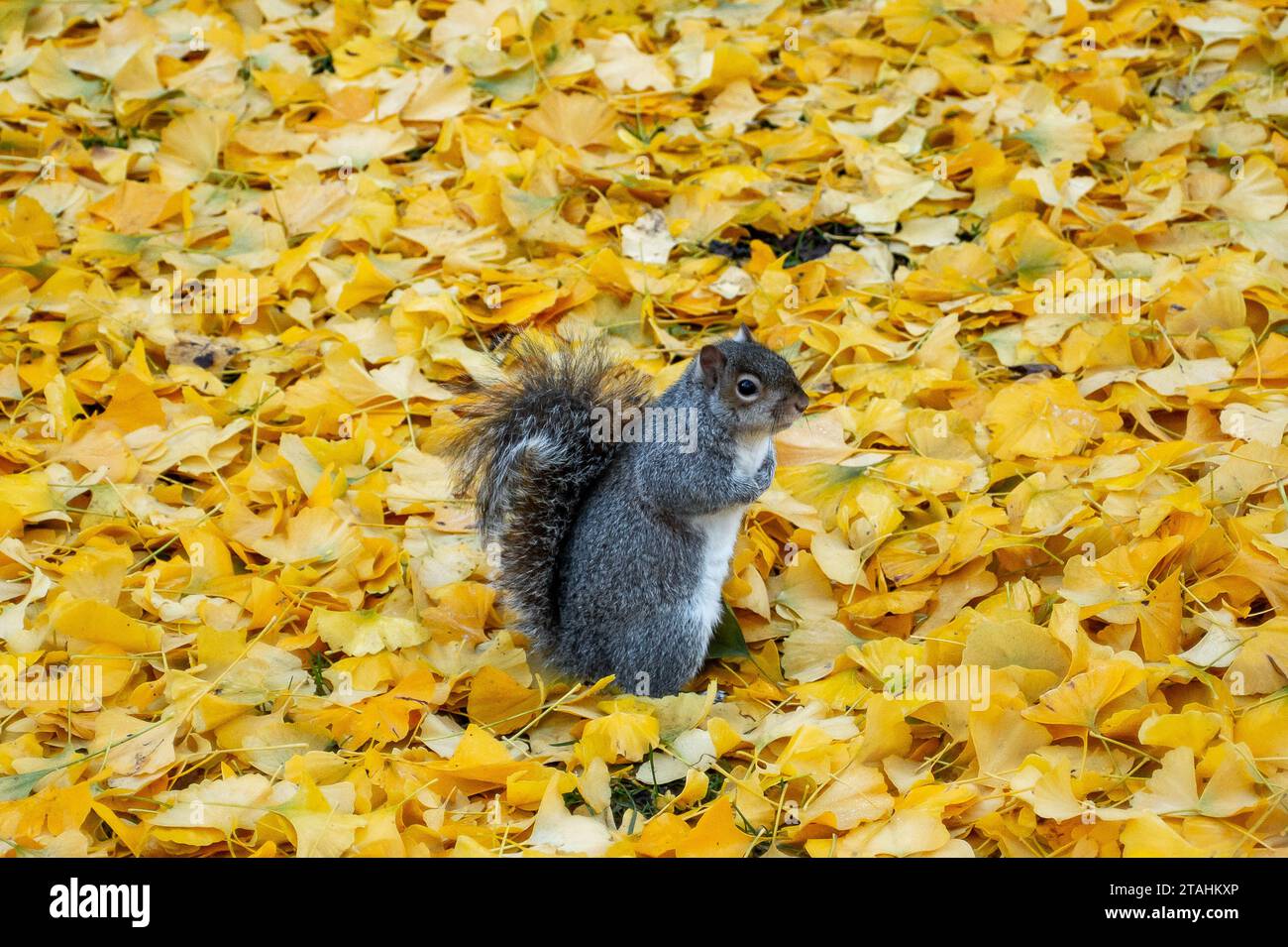 Maidenhead, Regno Unito. 1 dicembre 2023. Uno scoiattolo grigio su ginkgo caduto giallo brillante esce in un parco a Maidenhead, nel Berkshire, il primo giorno d'inverno. Gli scoiattoli grigi non si ibernano, ma possono essere meno attivi in inverno quando il cibo è scarso. Quando fa freddo, si arrotolano e usano la coda cespugliosa come coperta per mantenere caldo. Credito: Maureen McLean/Alamy Live News Foto Stock