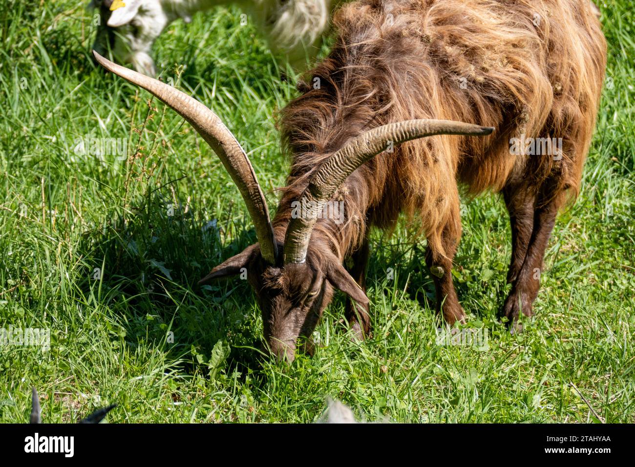 Una capra bruna che pascolava in un prato erboso verde Foto Stock