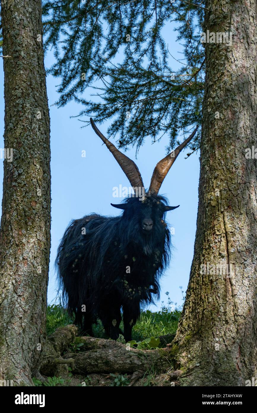 Una capra nera si trova in un ambiente naturale tra due alberi Foto Stock