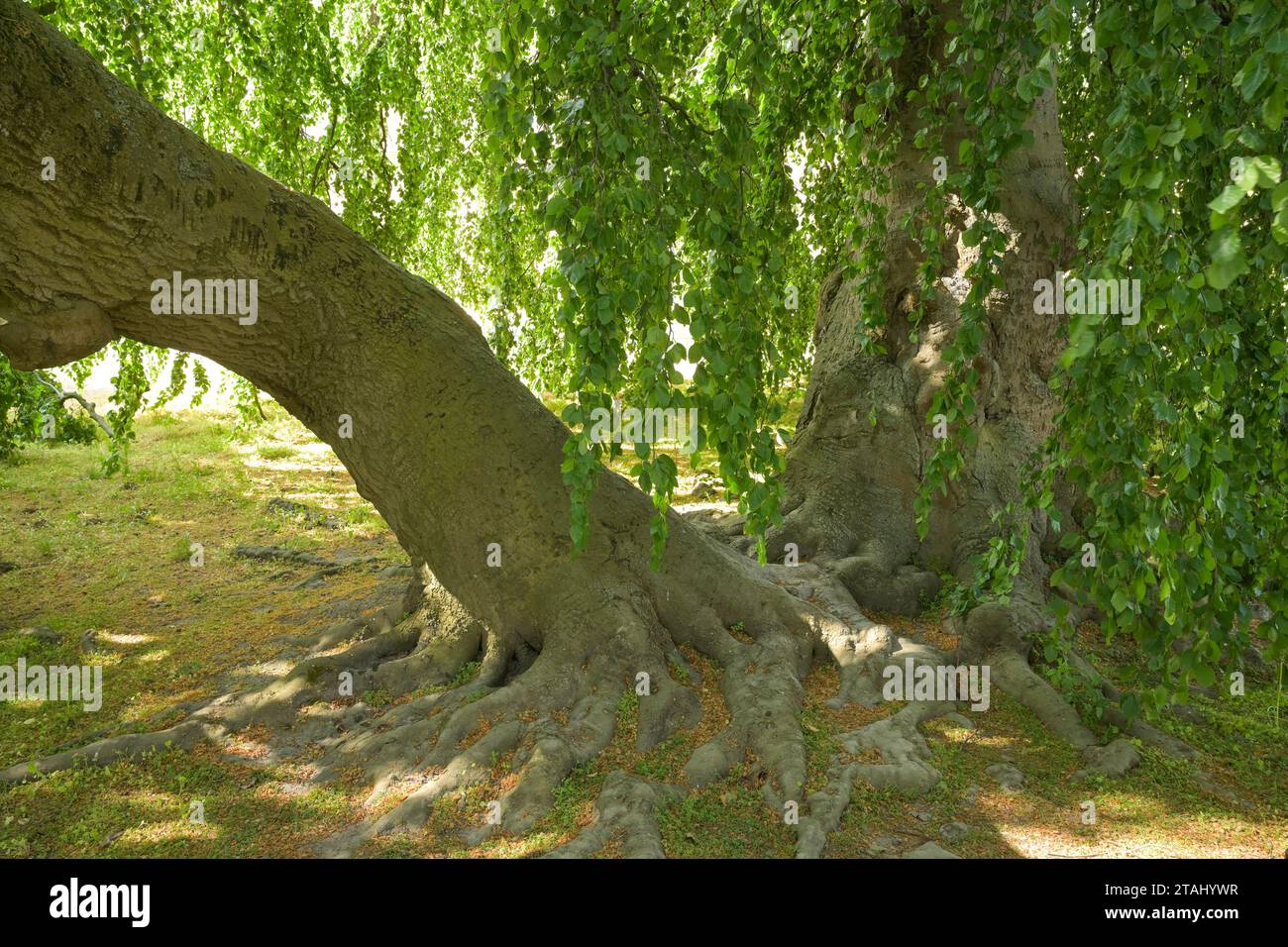 Hängebuche, Fagus Sylvatica pendula, Burggarten, Schloßinsel, Schwerin, Meclemburgo-Vorpommern, Deutschland Foto Stock