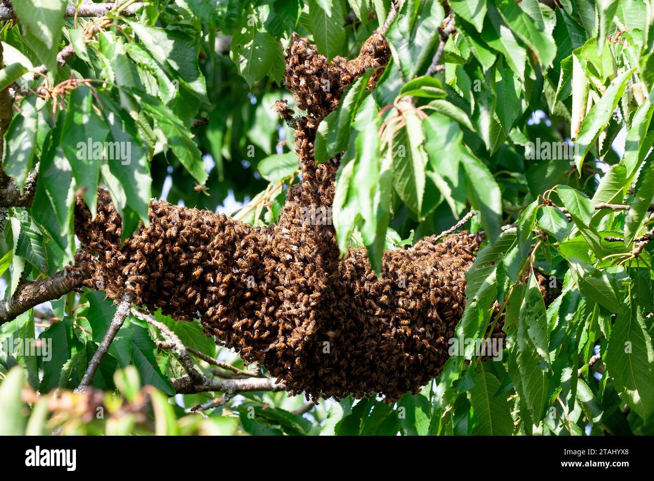 Sciame di api in un ciliegio, Surrey, Regno Unito Foto Stock