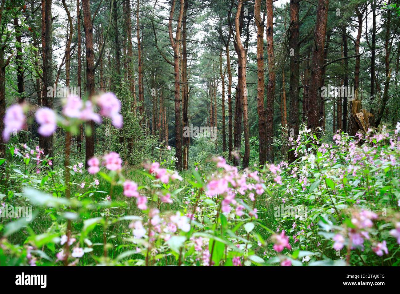 Passeggiando tra i boschi in estate, le piante in fiore sembrano nutrite e vive Foto Stock