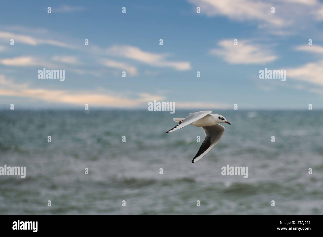Il gabbiano vola sul Mar Baltico sulla costa di fronte alla spiaggia. Foto animale di un uccello. Foto Stock