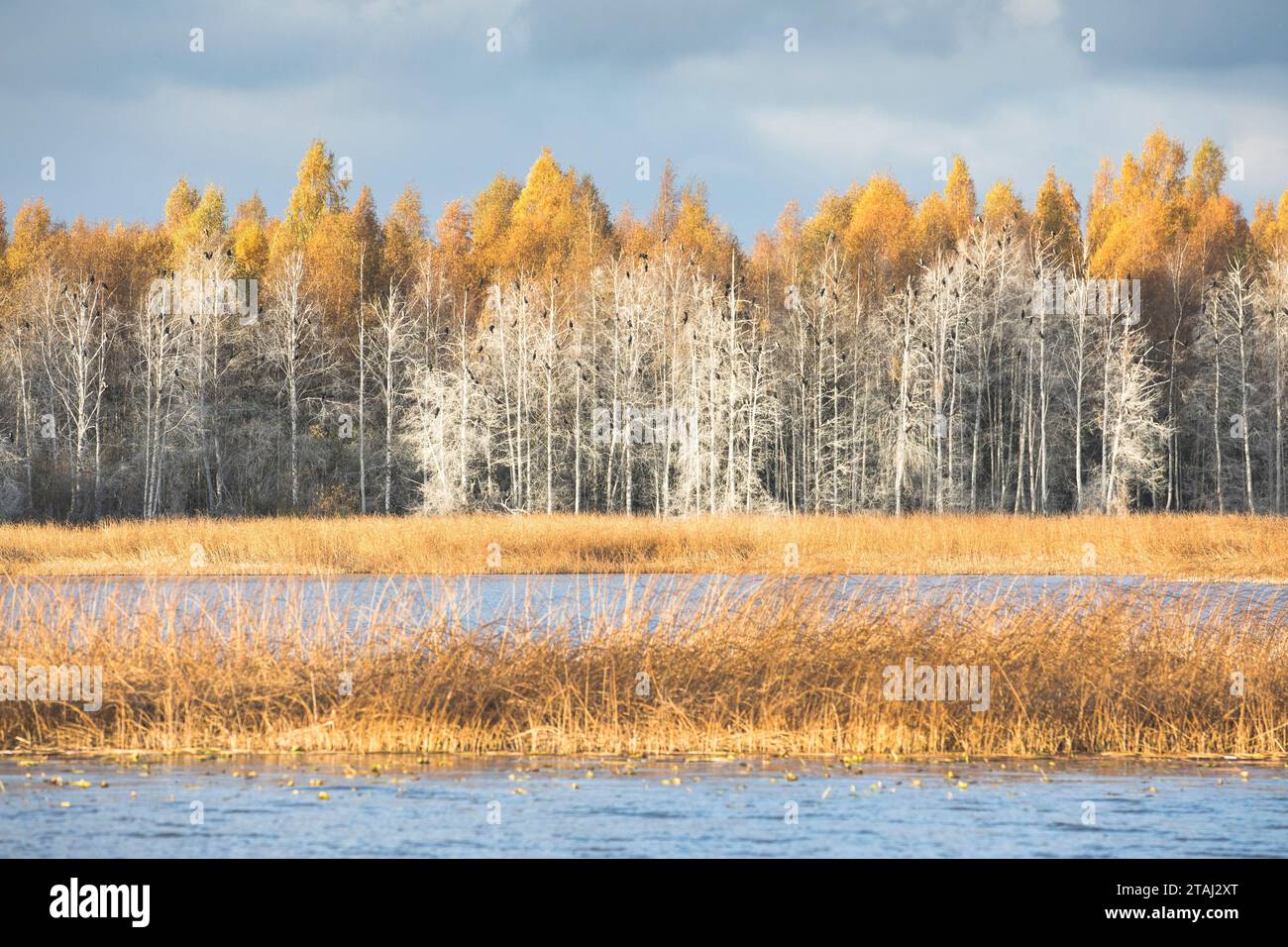 Un tranquillo paesaggio autunnale del fiume Emajogi nella contea di Tartu, Estonia Foto Stock