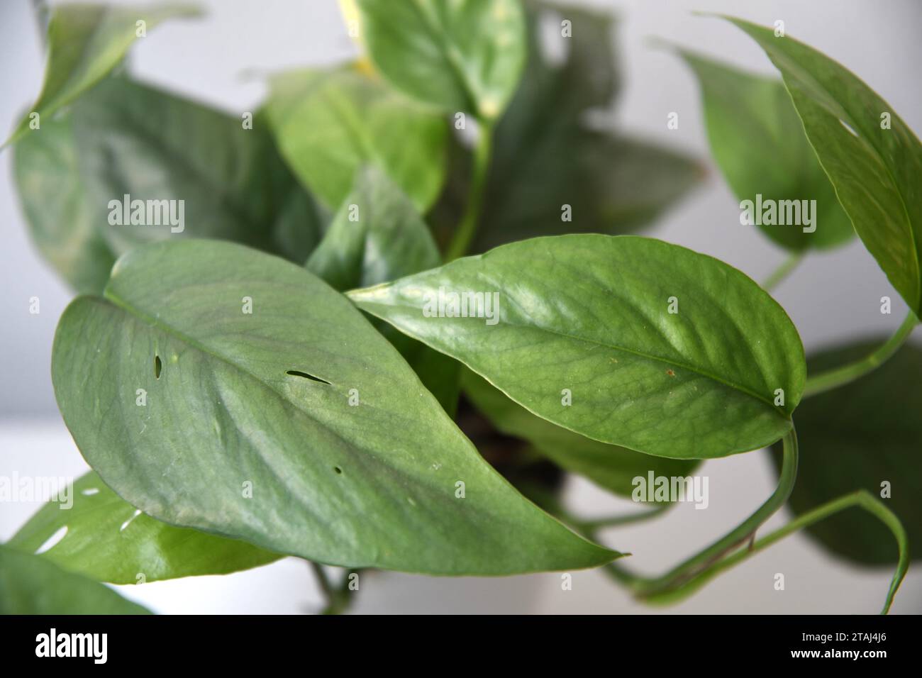 Cebu Blue Pothos, Epipremnum pinnatum, pianta d'casa con foglie verdi blu argentato e perforazioni. Isolato su uno sfondo bianco, in paesaggio. Foto Stock