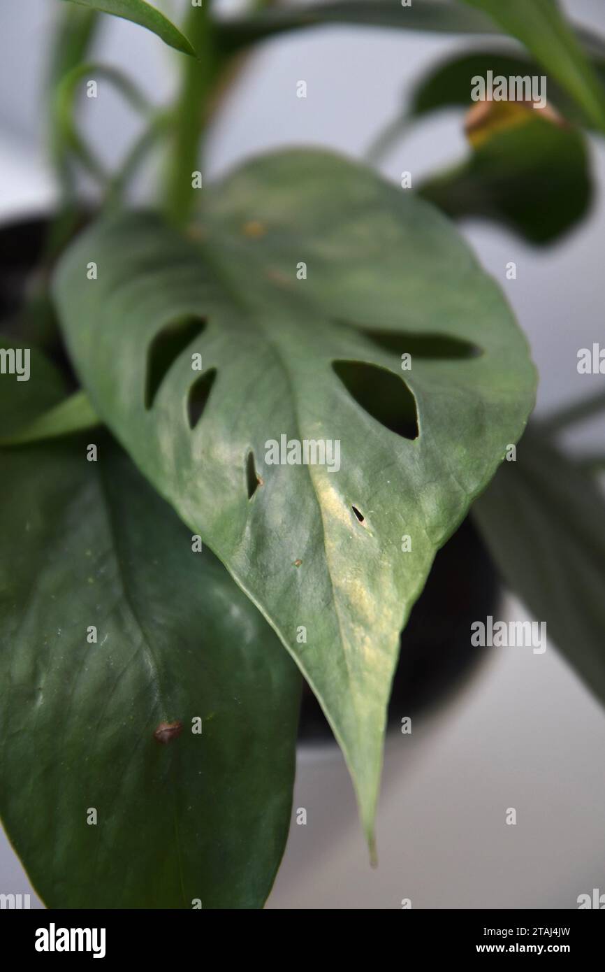 Cebu Blue Pothos, Epipremnum pinnatum, pianta d'casa con foglie verdi blu argentato e perforazioni. Primo piano, isolato su sfondo bianco. Foto Stock