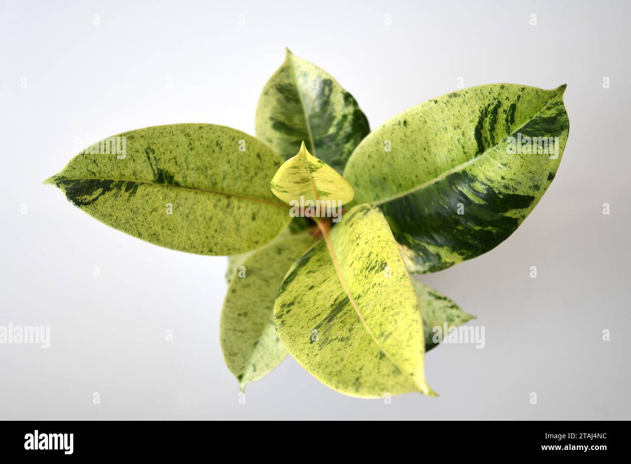 Ficus elastica Moonshine (albero di gomma) pianta di casa con foglie variegate verdi e gialle. Isolato su sfondo bianco. Orientamento verticale. Foto Stock