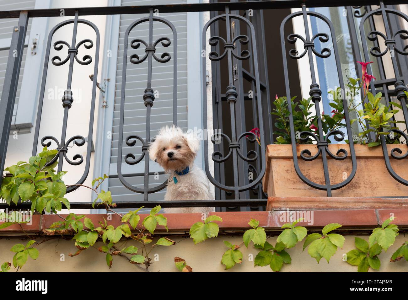 Un piccolo cane bianco cova in fondo alla strada sottostante da un balcone in Italia. Foto Stock