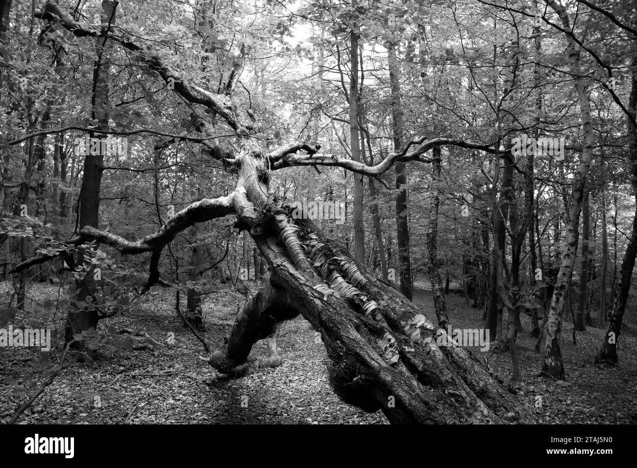 Diritto alla vita, un singolo albero morto catturato, appare più vivo morto di qualsiasi altro albero vivente che lo circonda. Foto Stock