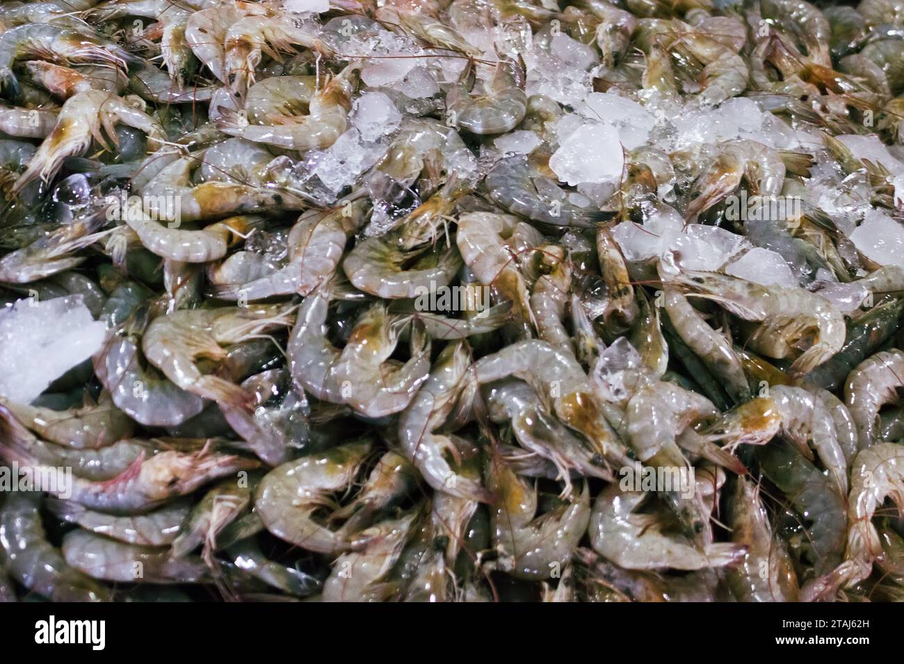 Regali del mare (gamberetti oceanici). Vari frutti di mare nei mercati del sud-est asiatico, i cosiddetti 'mercati umidi'. Thailandia Foto Stock