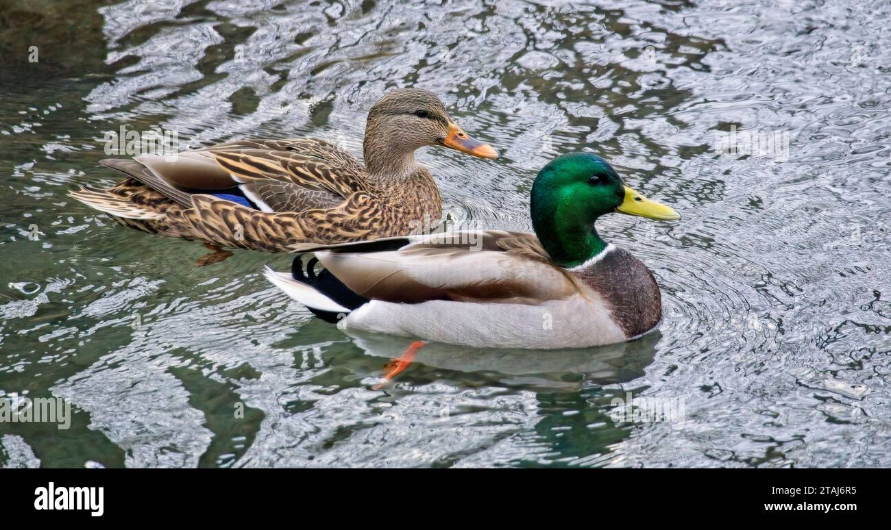 Zoo di Ducks Calgary, Alberta Foto Stock