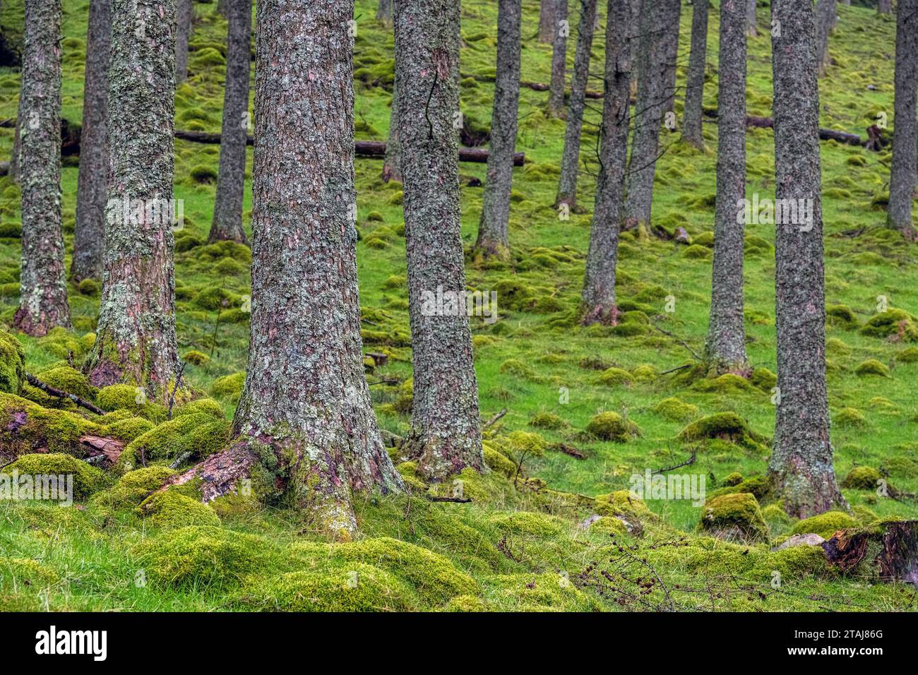 Tronchi di abete con vegetazione verde intorno a loro Foto Stock
