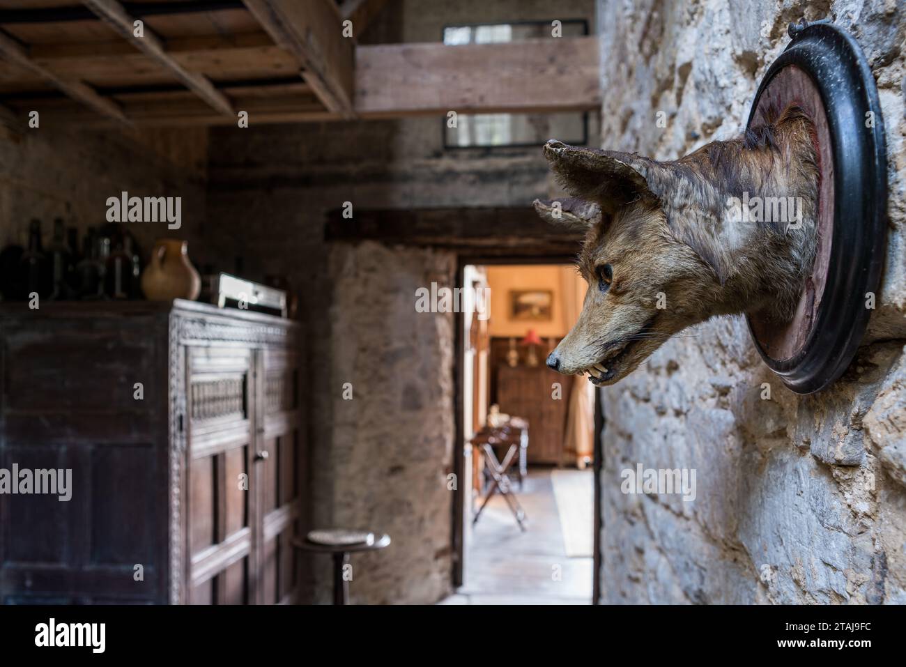 Tassidermia; capo di una volpe a Wolfeton House, Dorset, Inghilterra, Regno Unito. Foto Stock
