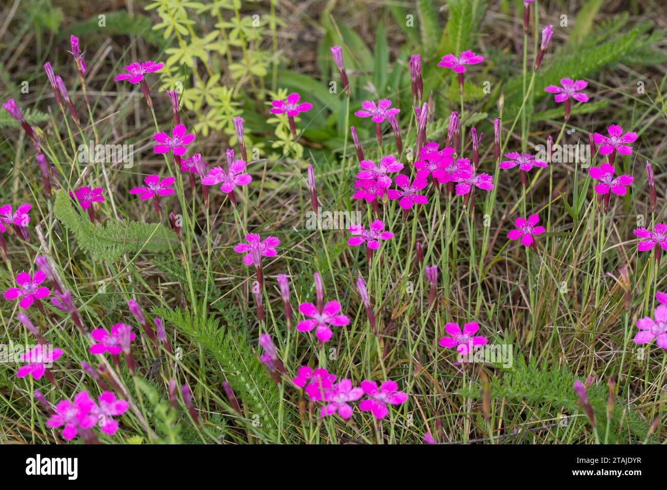 Heide-Nelke, Heidenelke, Nelke, Dianthus deltoides, Maiden Pink, Maiden-Pink, l'œillet à delta, œillet couché ou œillet glauque Foto Stock
