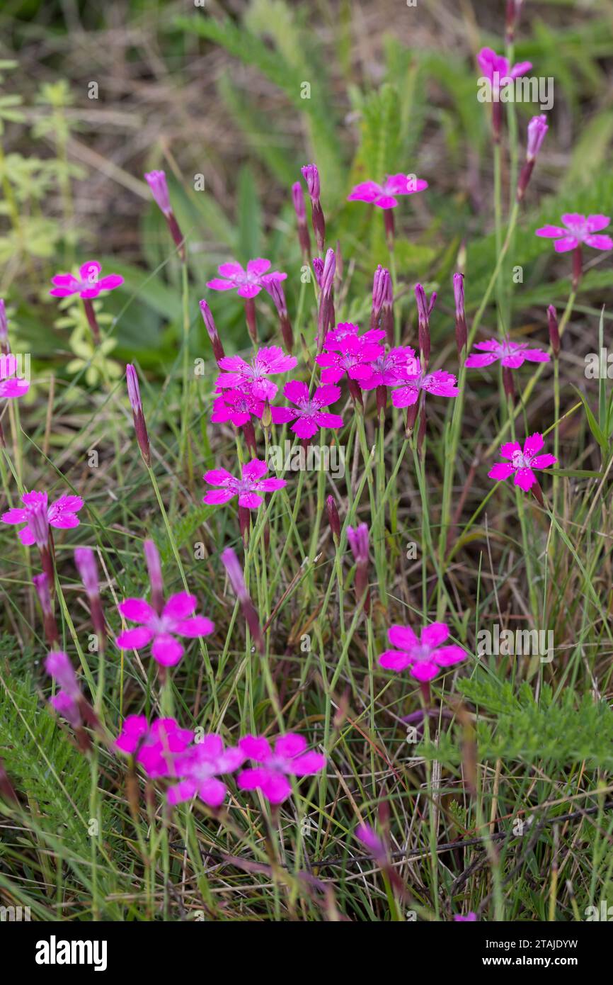 Heide-Nelke, Heidenelke, Nelke, Dianthus deltoides, Maiden Pink, Maiden-Pink, l'œillet à delta, œillet couché ou œillet glauque Foto Stock