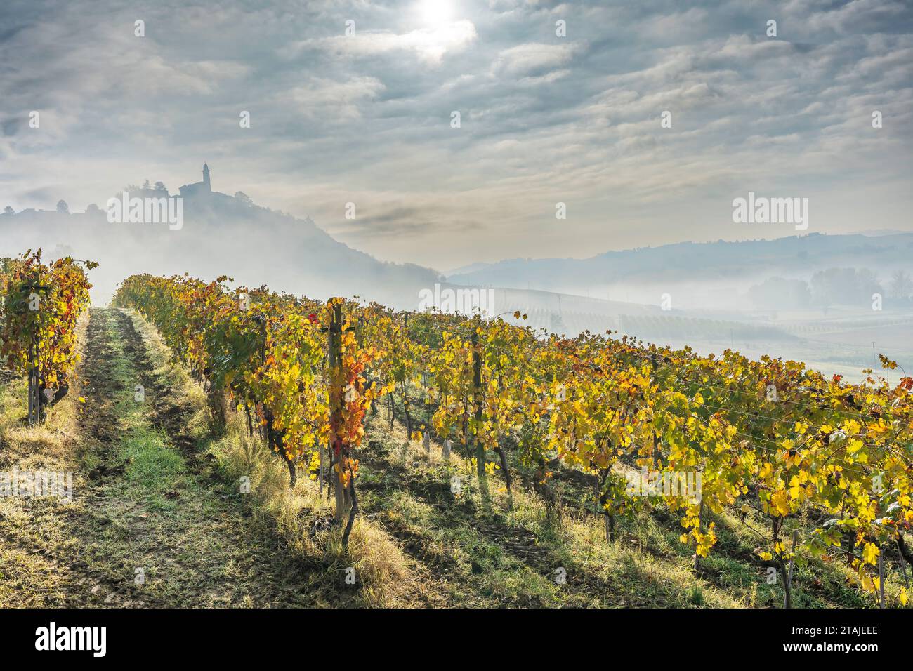 Paesaggio vitivinicolo nelle Langhe (Italia) Foto Stock