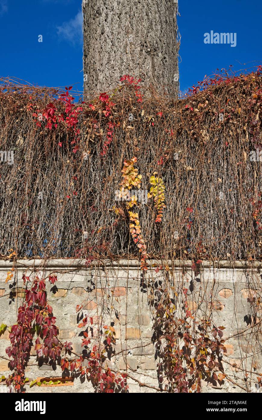vite rossa su un vecchio muro di giardino e abete rampicante Foto Stock
