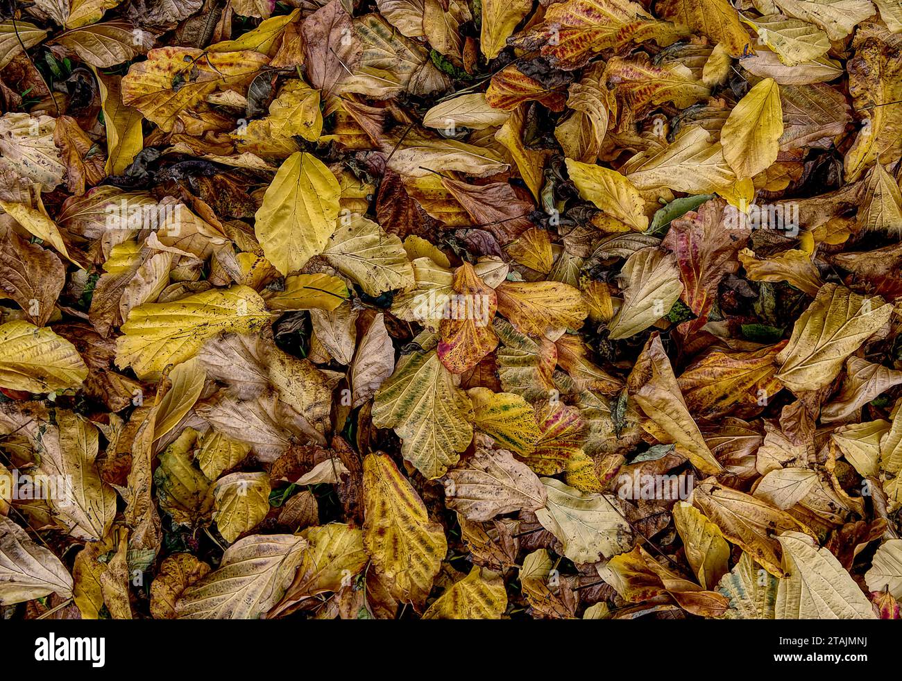 Foglie di autunno Foto Stock