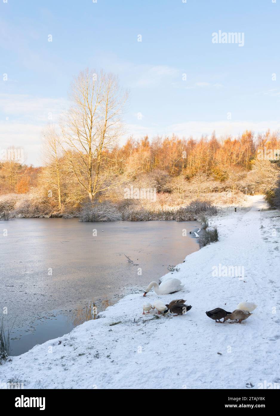 Una vista invernale del laghetto congelato di Pattinson South nel James Steel Park, Washington, Tyne and Wear, Inghilterra, Regno Unito Foto Stock