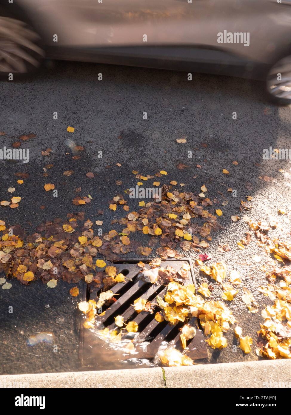Acqua e foglie autunnali in uno scarico di tempesta parzialmente ostruito, con auto sfocate che superavano la velocità nel backgournd Foto Stock