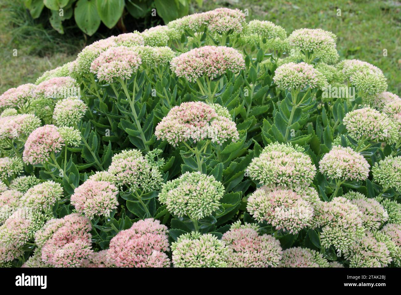 In estate, Sedum Maximum cresce in giardino Foto Stock