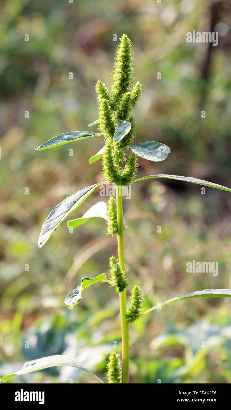 In natura tra le colture agricole, le erbacce che coltivano Amaranthus retroflexus Foto Stock
