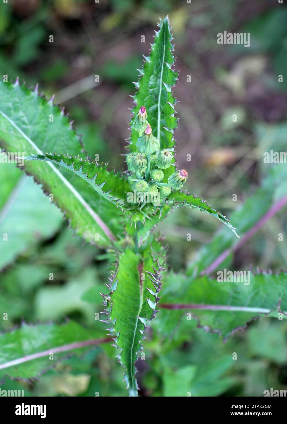 Il cardo giallo (Sonchus asper) cresce in natura. Foto Stock
