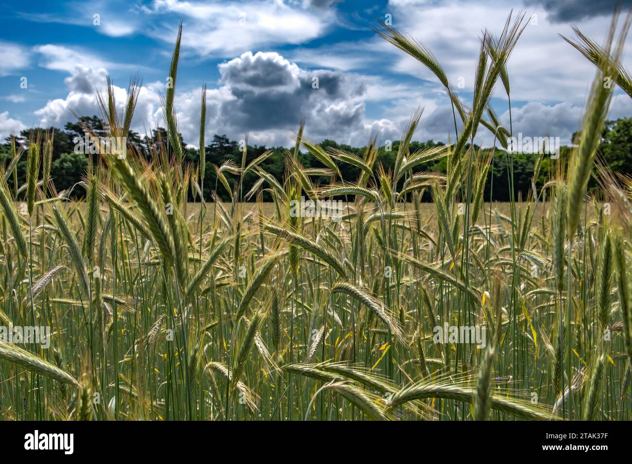 Terreno agricolo con orecchie di piante di coltura in paesaggio con foresta e cielo nuvoloso in Austria Foto Stock