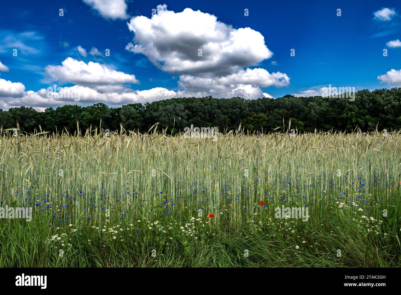 Campo di mais con prato di fiori colorato con papavero, fiordaliso e Marguerite Foto Stock