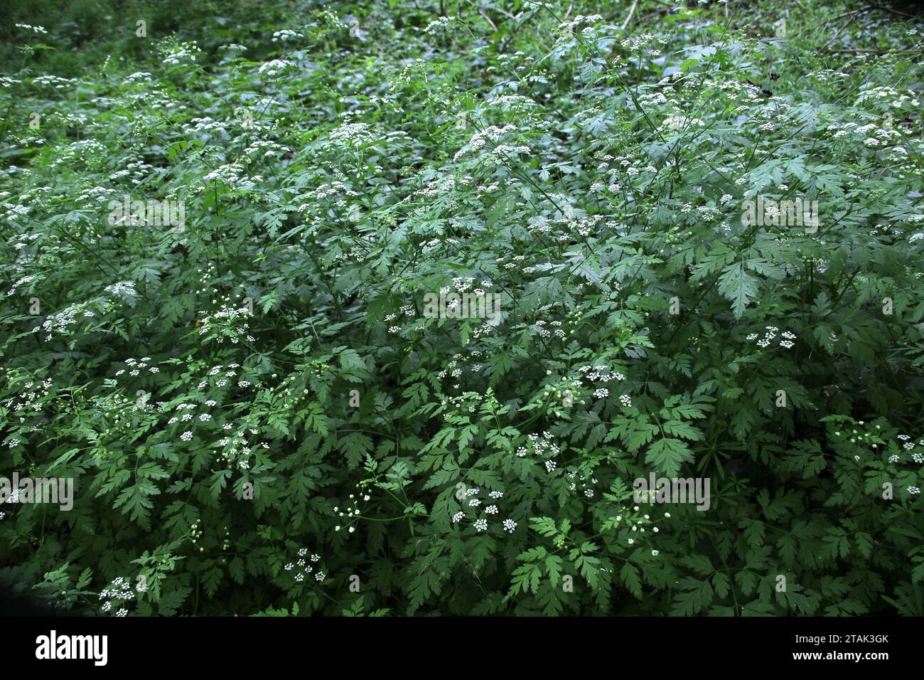 Il temulum di chaerophyllum della pianta velenosa si sviluppa nel selvaggio Foto Stock