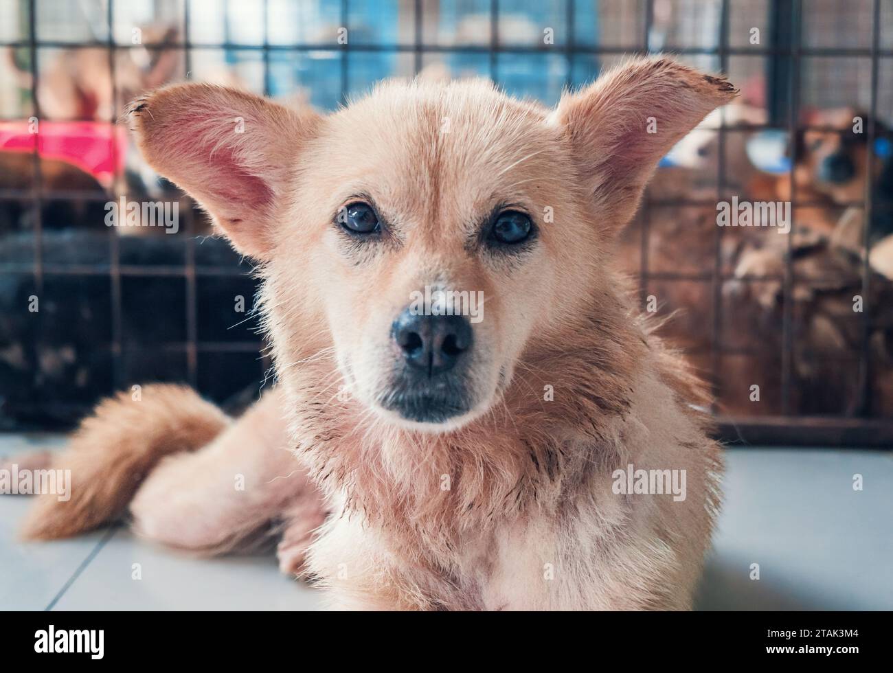 Cane randagio solitario che giace sul pavimento in un rifugio, soffre di fame vita miserabile, senzatetto. Concetto di rifugio per animali. Foto Stock