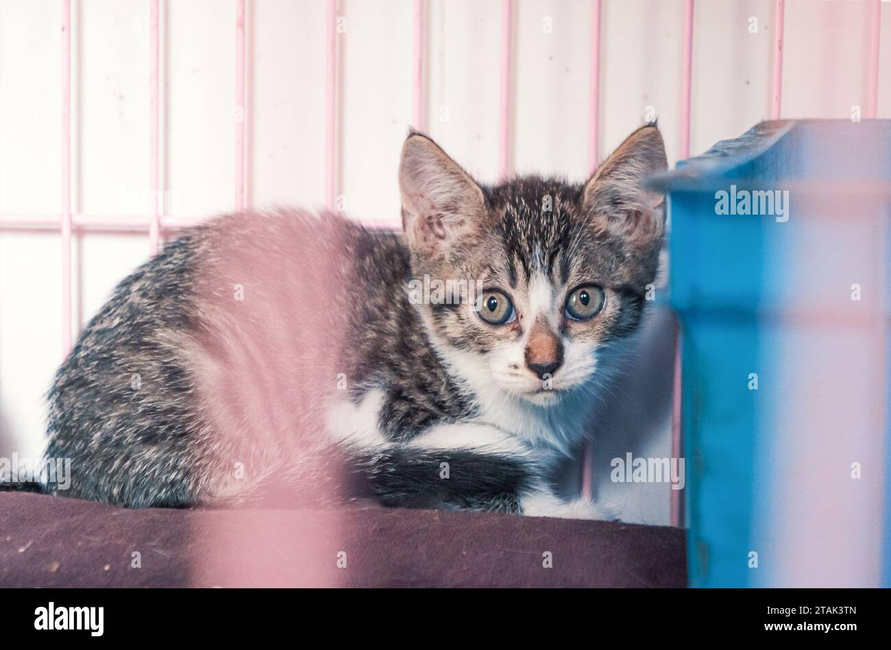 Gattino randagio solitario nella gabbia in un rifugio per animali domestici, soffrendo la fame la vita miserabile, i senzatetto. Concetto di rifugio per animali Foto Stock