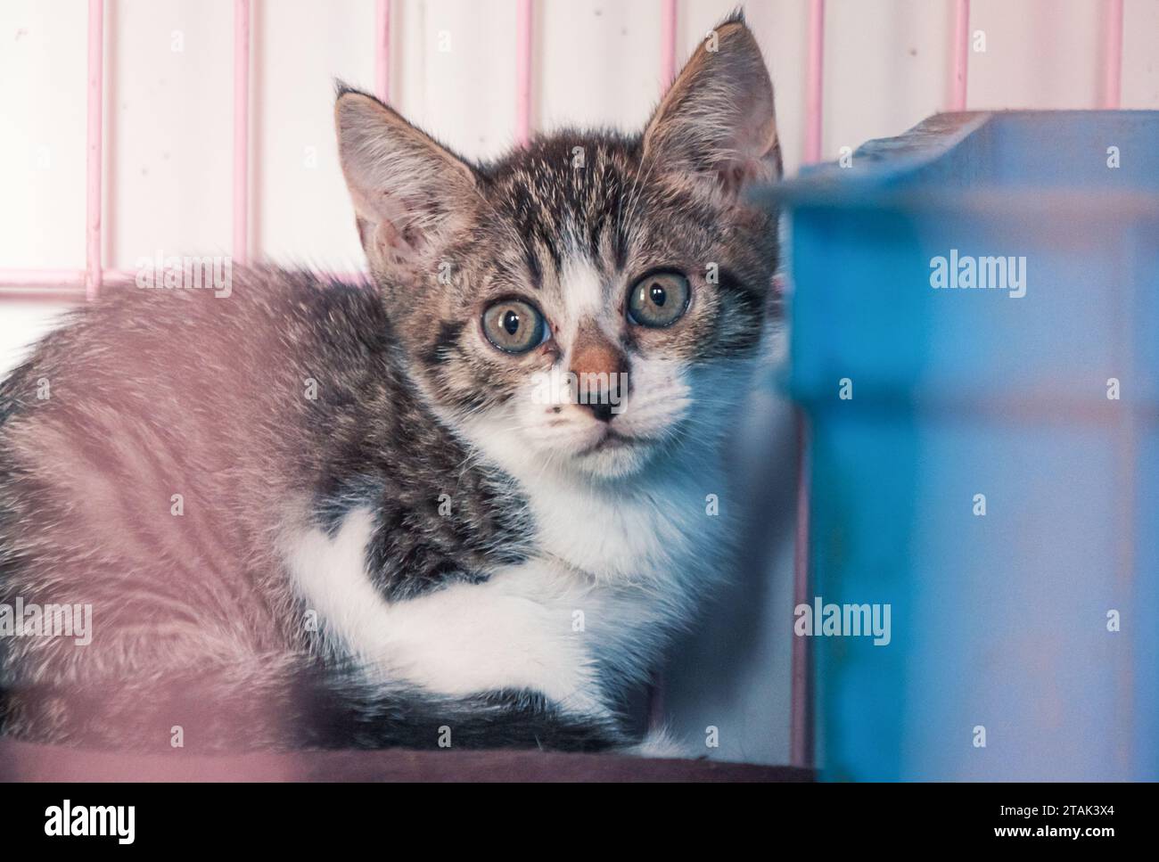 Gattino randagio solitario nella gabbia in un rifugio per animali domestici, soffrendo la fame la vita miserabile, i senzatetto. Concetto di rifugio per animali Foto Stock