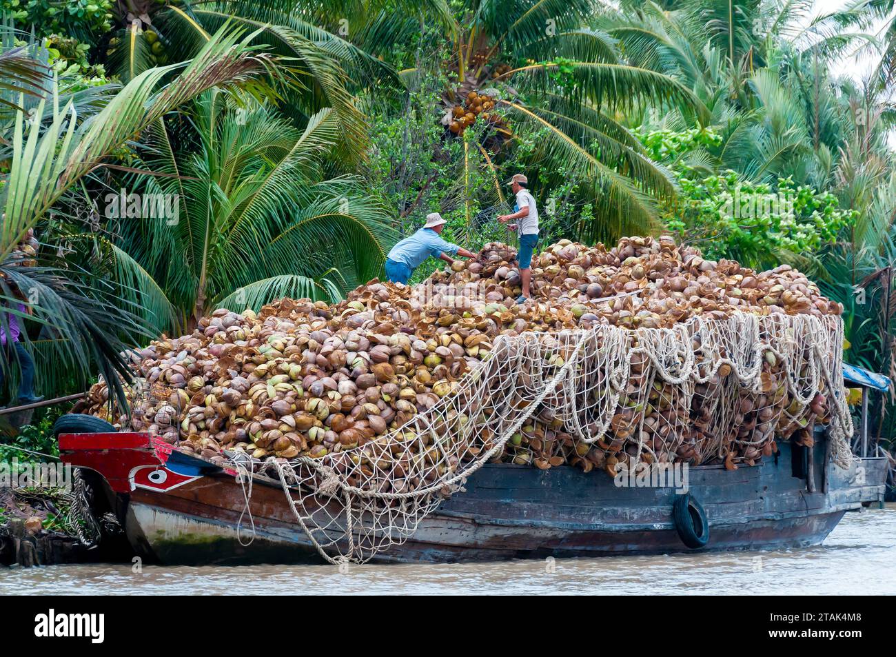 Le mazze di cocco vengono raccolte e impilate su una chiatta per essere trasportate attraverso le acque del Kerala per l'industria di lavorazione del cocco Foto Stock